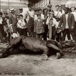 Overheated horse on the streets of NYC, 1910
